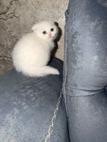 Pişiklər: Şotland, Dişi, Yaxşı əllərə, Ünvandan götürmə, Pulsuz çatdırılma, Ödənişli çatdırılma — 12