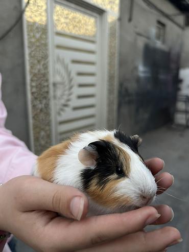 Trikolor dekorativ dəniz donuzu (guinea pig)(5 ededdir) - Cins