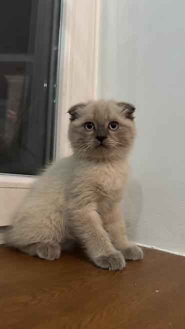 котята шотландские вислоухие: Скотиш Фолд (Шотландская вислоухая), 2 месяца, Мальчик, Приучена к лотку — 1