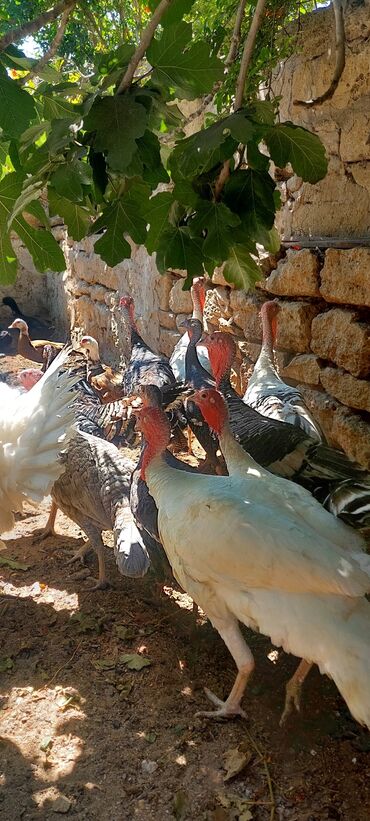 Digər quşlar: Allah herkesin xeyrini versin. Gördüyünüz oz qapinin hinduwkalarindan — 7