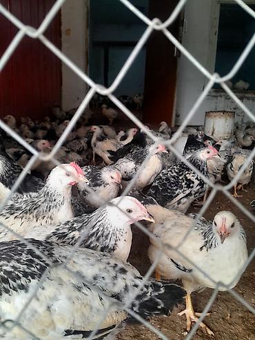 bulbul quşu satışı: Salam 3 ayliq cucelrdi tam saglam her bir qulluqda olunub unvan — 4