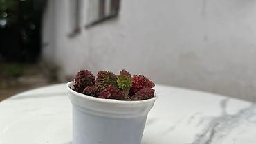 Кактусы: В наличии ❗️‼️ Самые необычные цветы😍как будто с другой планеты 🪐 — 7