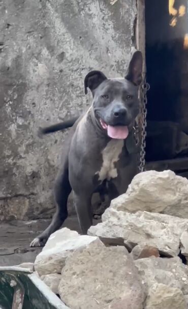 alman coban iti qiymeti: Pitbul, 2 il, Dişi, Peyvəndli