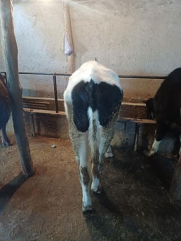 Коровы, быки: Продаю | Бык (самец) | На откорм | Привязанные at lalafo.kg — 2 Коровы, быки: Продаю | Бык (самец) | На откорм | Привязанные — 2