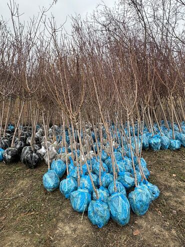 Ağaclar: Her növ ağaclar ve dekarativ ağaclar çox ucuz ve qarantili gubresiz — 35