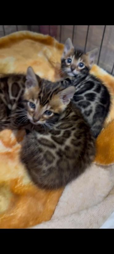 Продажа кошек: Бенгальская, 1 месяц, Мальчик, Шоколадный, Приучена к лотку, Проглистована, С документами — 7