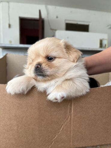 Bentley: Pekines
