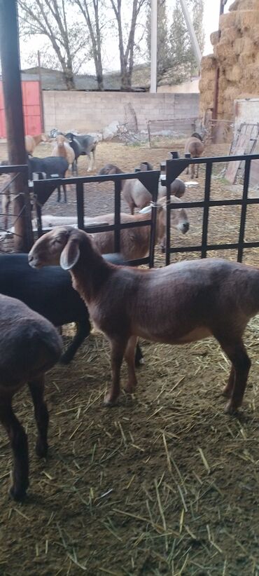 дойный коза: Продаю | Овца (самка) | Полукровка | На забой, Для разведения | Ярка