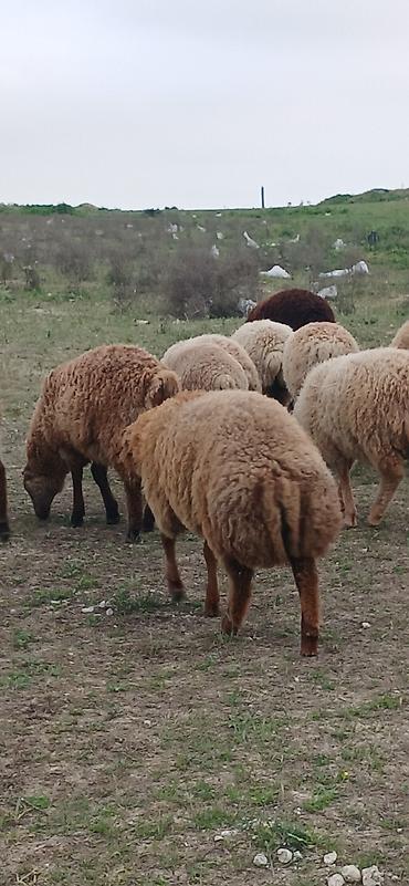 Qoyunlar, qoçlar: Erkək, il: 5, 30 kq, Ətlik, Ödənişli çatdırılma — 4