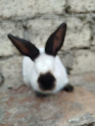 Dovşanlar: Kalfor dovsanlar temiz qan — 11