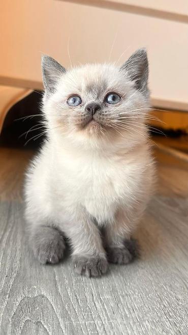 Pişiklər: Britan — 1