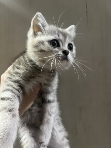 отдам в хорошие руки породистых котят: Кошка даром: Беспородная, Мальчик