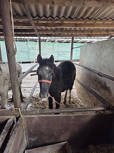 Другие животные: Байланган тайлар сатылат 6 баш Адрес Кун-Туу — 8