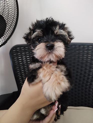 Dogs: MORKI Štene mini rase staro 7 nedelja (ocisceno pd parazita dok vama — 4