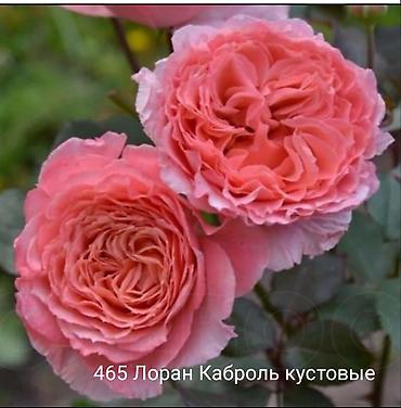 Rose saplings: Кустовые розы — сорта: - Э Шропшир Эд (№534): густомахровые — 10