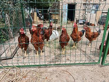 аренда лошади: Продаю | Куры | Несушки — 1