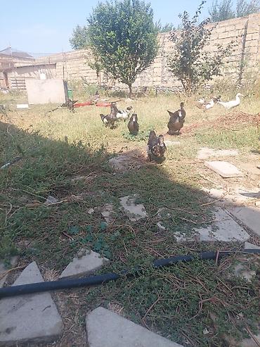 Ördəklər: Salam lal ördey satılır 2 aylıqdı qiymeti 10 man — 2