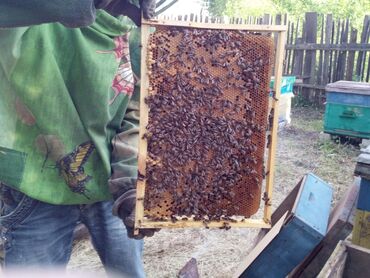 Другие животные: Продается пчелопакеты порода: Карника матки годовалые 3 Расплода