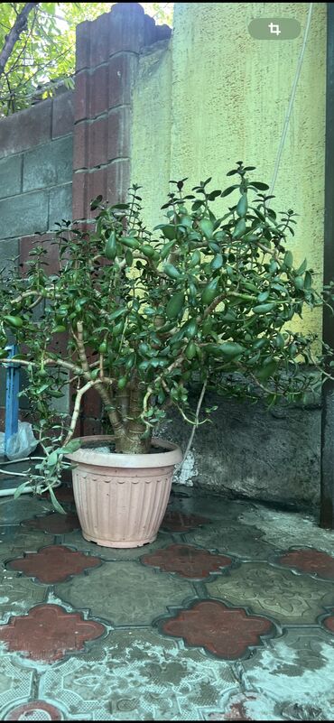 дерево цветок: Продаю денежное дерево 2 года