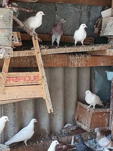 животные собака: Голуби голубей птицы. на игру — 7