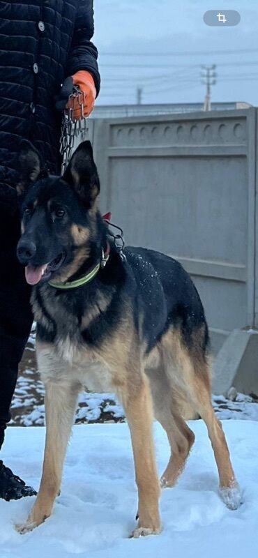 сколько стоит собака породы доберман: Немецкая овчарка, окрас чепрачный (чёрный с рыжими подпалинами)