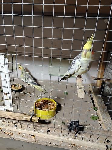 hind quşu satışı: Corella satılır. Cütü 80 AZN — 3