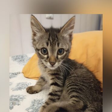 сибирский кот цена: Ласковый и активный мальчик. Возраст 2 месяца. Чистенький - обработан