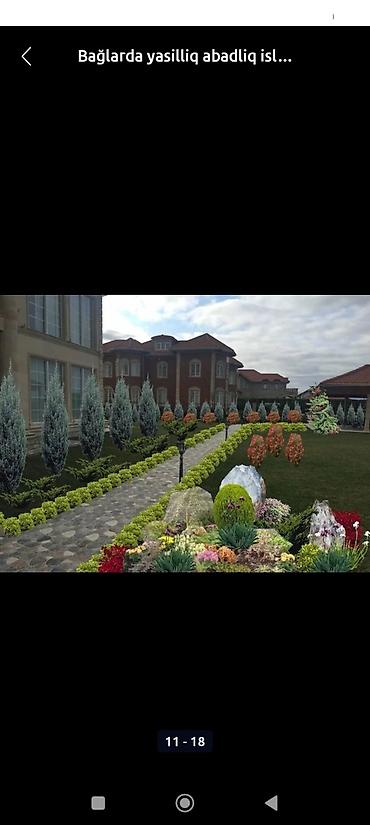 vələmir qiyməti: 🌿 RULON QAZON | TƏBİİ QAZON | LANDŞAFT DİZAYN XİDMƏTİ 🌿 Rulon qazon — 1
