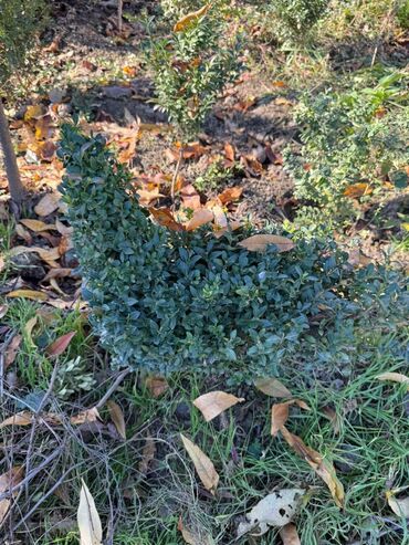 Şitillər: Şimşir tingləri satıram. Onlar dekorativ haşiyələr, hedcinqlər və — 19