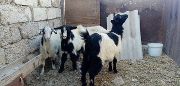 K/t heyvanları üçün mallar: Dişi, il: 5, Damazlıq, Ətlik, Ünvandan götürmə