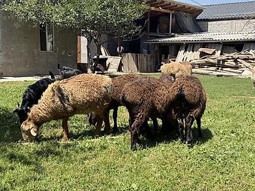 Баран, овца: Продаю | Баран (самец) at lalafo.kg — 8 Баран, овца: Продаю | Баран (самец) — 8