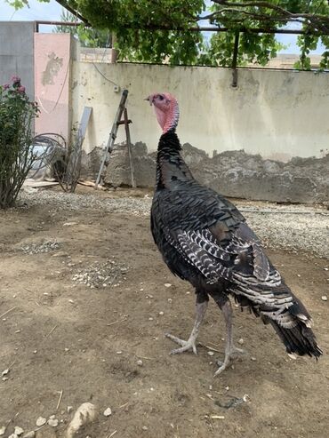 Hinduşka: Erkək, Ətlik