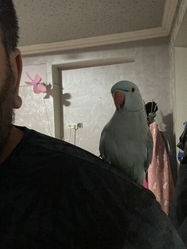 попугай говорящий: Вьетнамский/индийский кольчатый попугай (пситтакула, «ринги-шейка»)