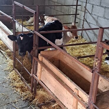 теленки или телята купить: Продаю | Музоо, торпок | Голштин, Швицкая, Айрширская | Для разведения, Для молока | Племенные, Искусственник