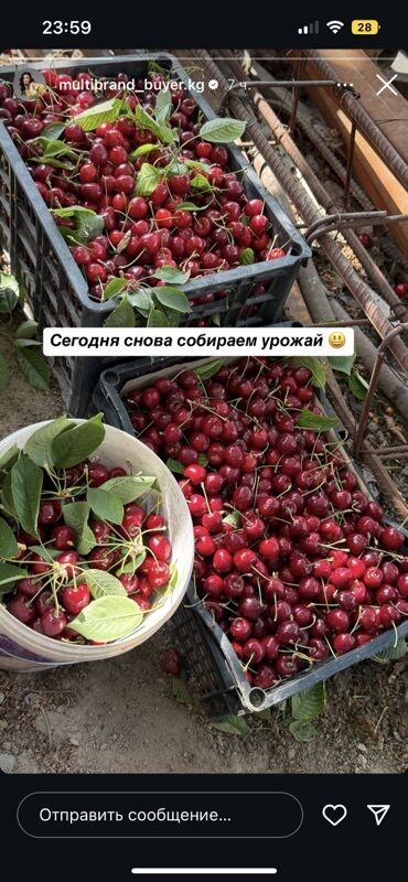Фрукты и ягоды: Семена : Черешня