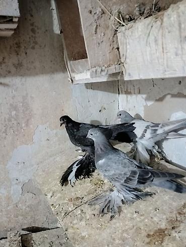 Птицы: Продаю молодых голубей 1 шт стоит пятьсот сом окончательно родители — 3