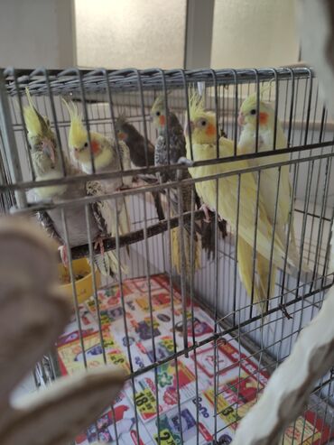 Tutuquşları: Qəfəs quslar — 11