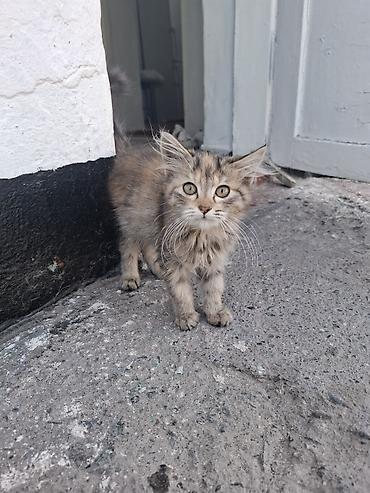 приют для котят: Кошка даром: Беспородная, 3 месяца, Девочка — 4