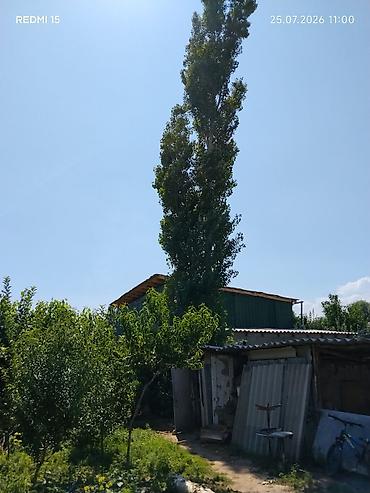 палим бич: Бекер кыйып алып кеткиле терек — 1