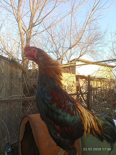 Куры, петухи: Продаю | Петух | Для разведения — 6