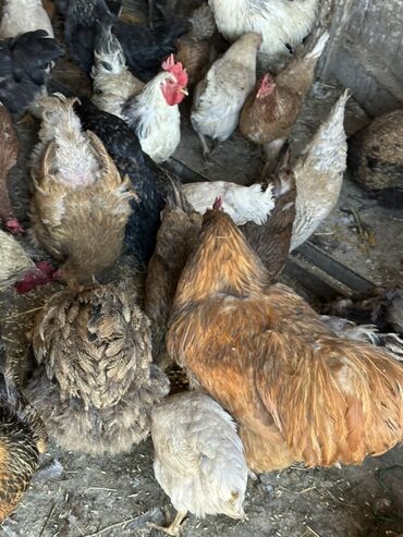 индюки на продажу: Продаю | Куры | Для разведения