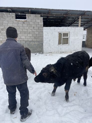 уй животный: Продаю | Бык (самец) | Алатауская, Симментальская | Для разведения, На забой | Искусственник