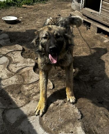 бесплатные собаки: Фонд помощи животным Добрые руки, ищет добрые руки для шикарной