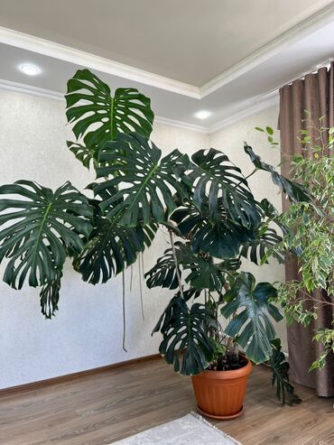 Монстеры: Монстера делициоза (Monstera deliciosa) в крупном горшке -