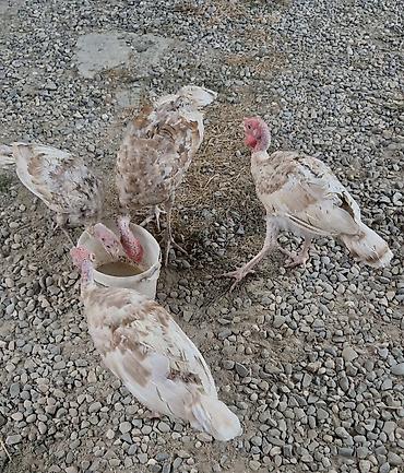 broyler cuce satisi: Satılan məhsul hind quşlarıdır. Şəkillərdə bir neçə ədəd açıq krem-ağ — 3