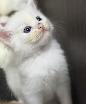 Кошки: Scottish longhair balası Ağ tüklü, mavi gözlü balaca pişik balası. - — 2