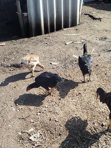 Куры, петухи: Продаю | Петух | Бойцовая | Для разведения — 14