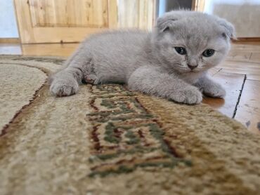 ağ pişik şəkilləri: Шотладская вислоухая, Самка, В добрые руки