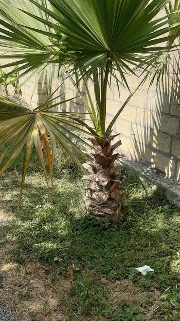 Ağaclar: Bu palma ağacı tropik bir görünüşə malik olub, bağçanıza, həyətinizə — 5