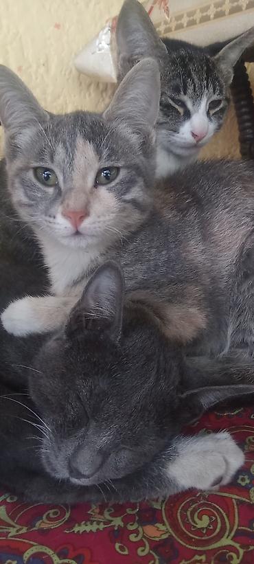 котята шотландцы: 6 месяцев, Мальчик, Метис — 1
